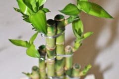 how-to-grow-lucky-bamboo