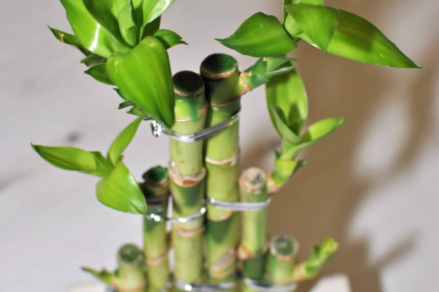 lucky-bamboo-fertilizer-how-to-feed-them-right