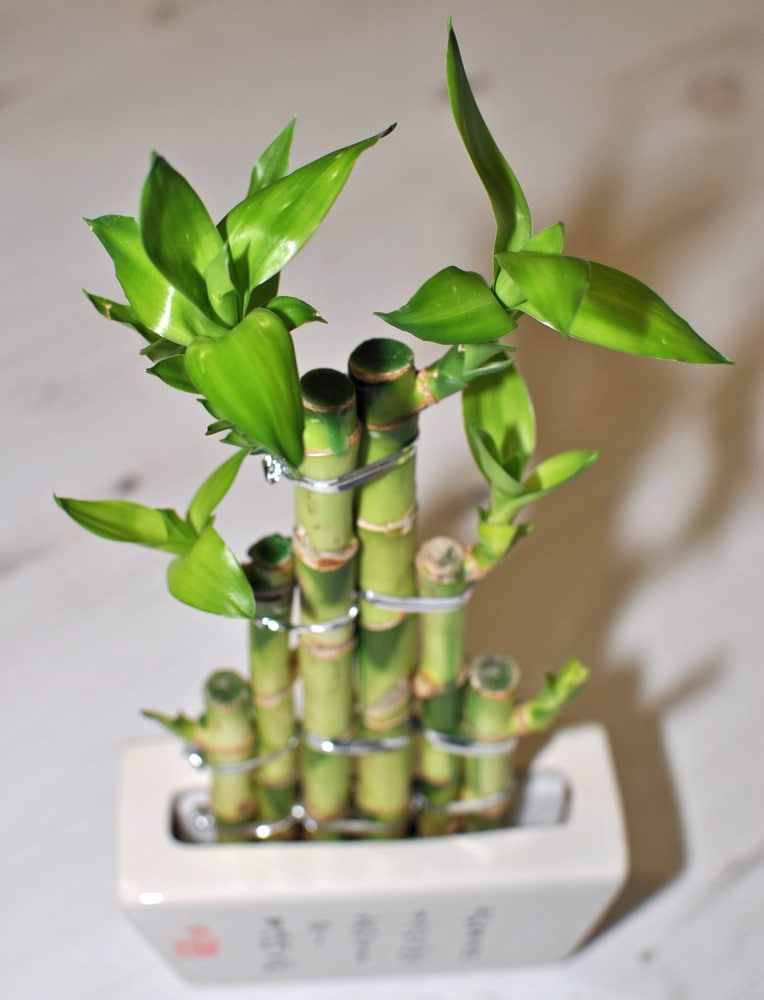 How to Grow Lucky Bamboo » All The Top Tips