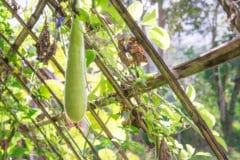 how-to-grow-zucchini-vertically