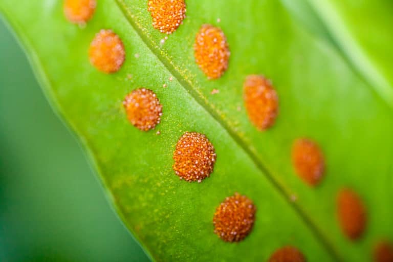 Bird nest fern problems identification tips control