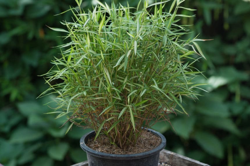 Bamboo Plant Food » Feed Them What They Want & Need