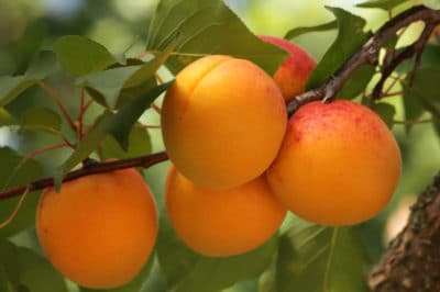 how-to-ripen-apricots