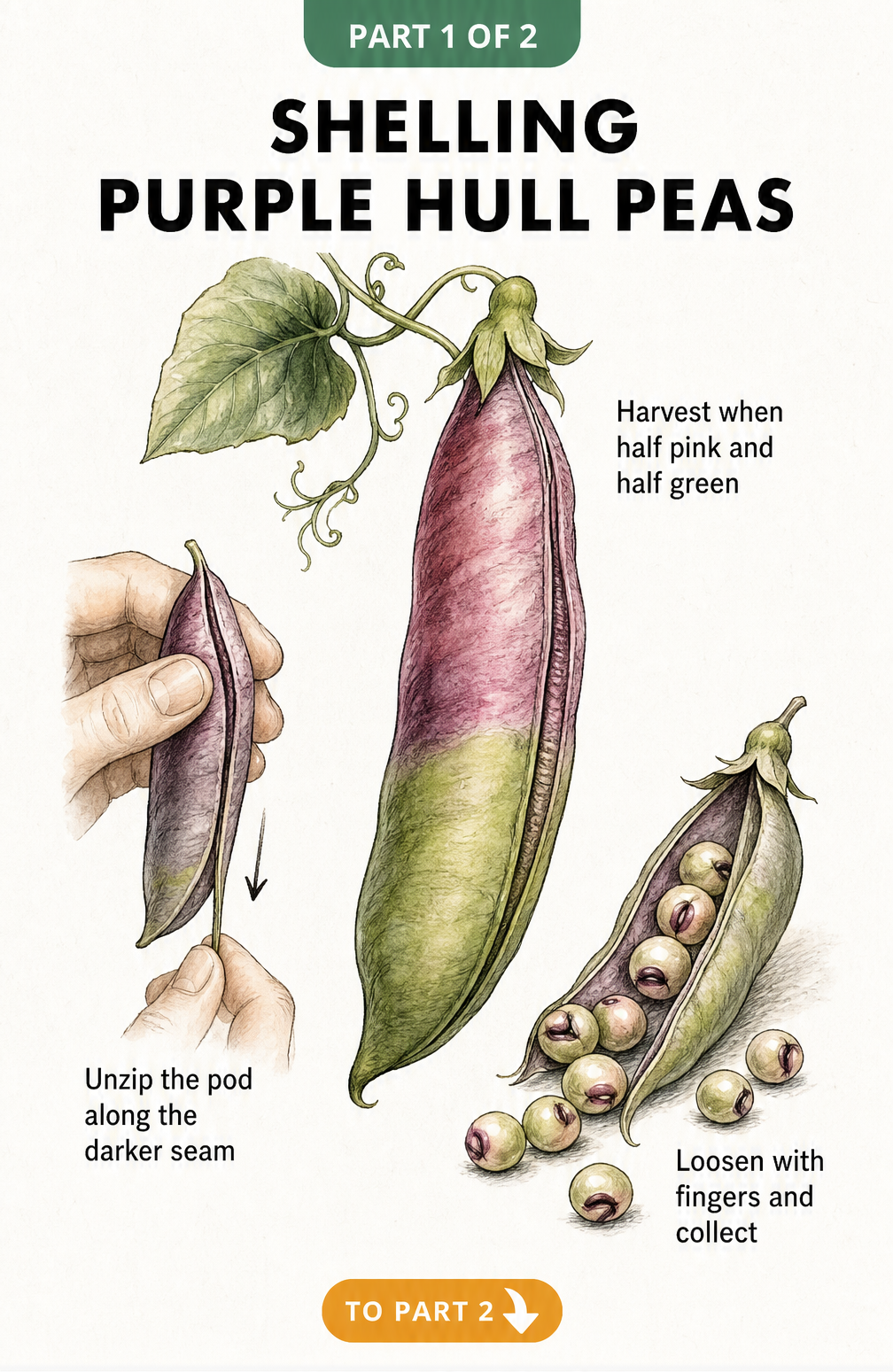 Botanical illustration showing how to shell purple hull peas by unzipping the darker seam of a half-pink, half-green pod.
