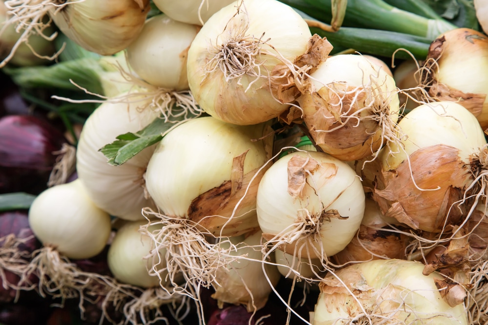 How To Store Onions For Several Months Garden Eco
