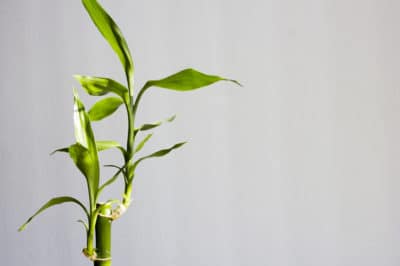 how-to-trim-lucky-bamboo
