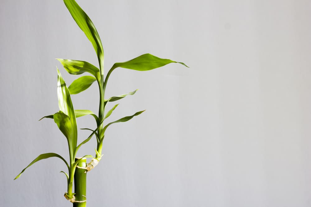 Pruning and Shaping Lucky Bamboo for Optimal Growth