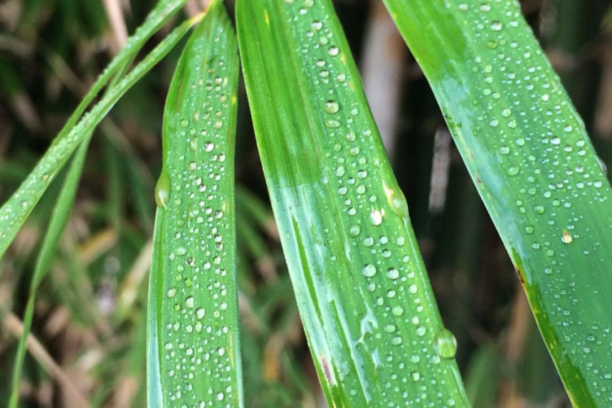 Lucky Bamboo Fertilizer » How to Feed them Right