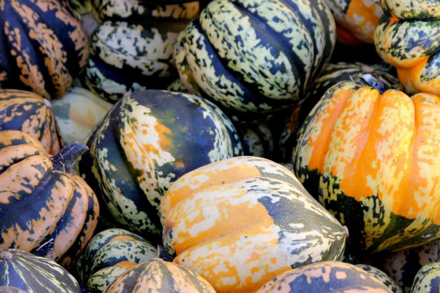 Identify Squash » Tips on Seven Unusual Varieties