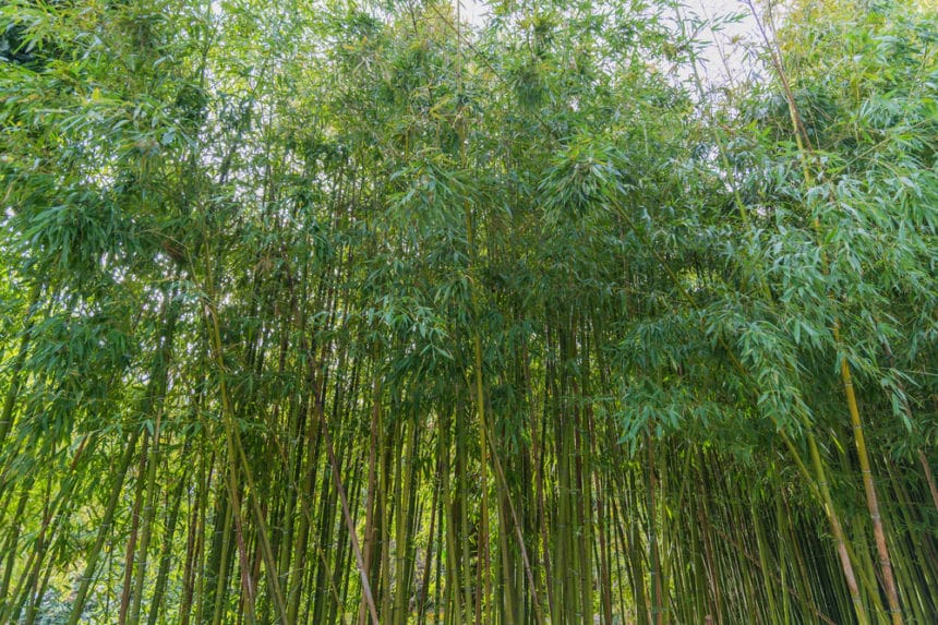 How to Control Bamboo » Top Tips On Getting a Grip