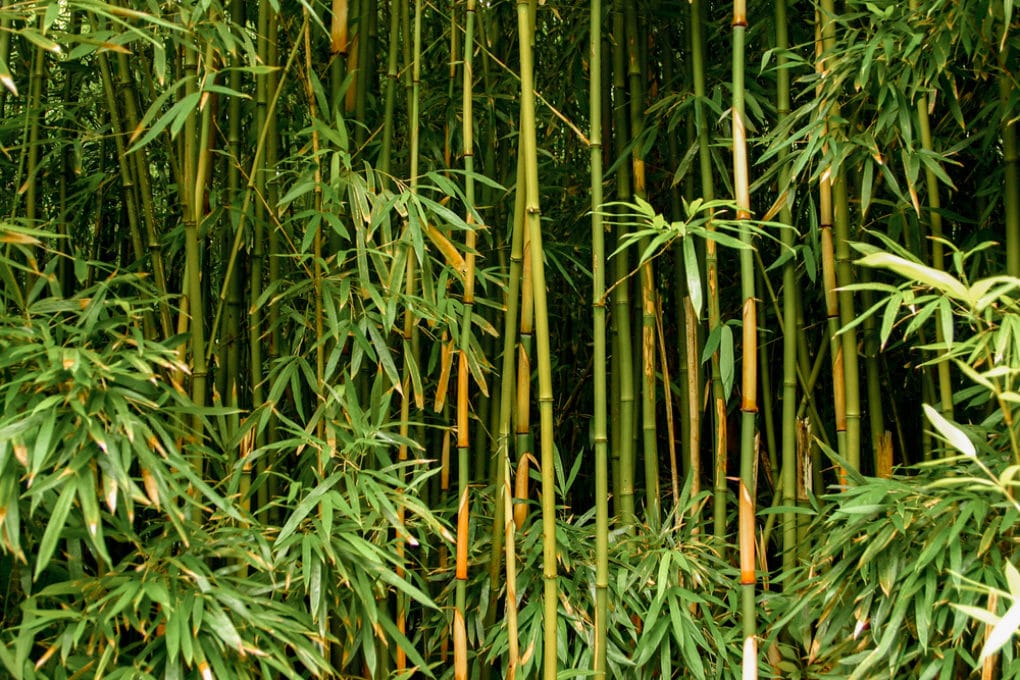 All About Bamboo Rhizomes Garden.eco