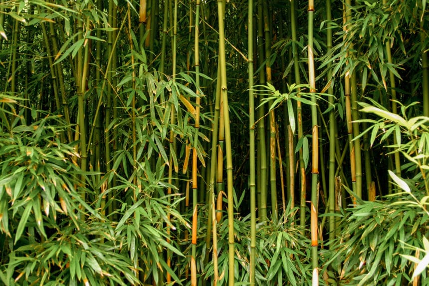 How Tall Can Bamboo Grow? » Depends on Type