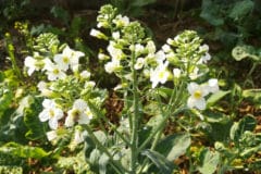 kale-flowers