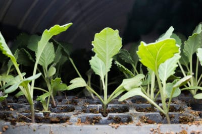 kale-seedlings
