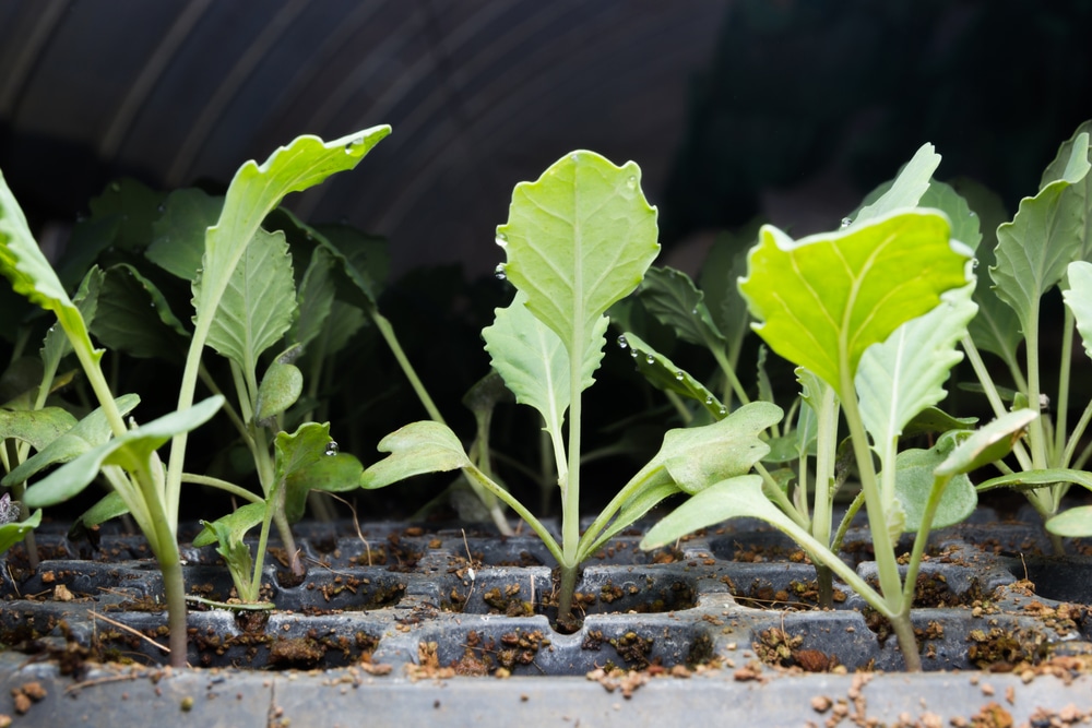 Kale Seedlings Top Tips When How To Plant