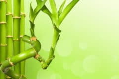 lucky-bamboo-fertilizer