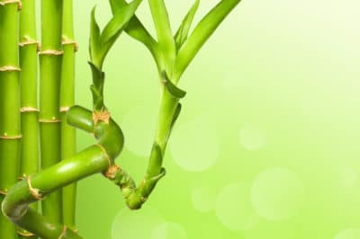 lucky-bamboo-fertilizer