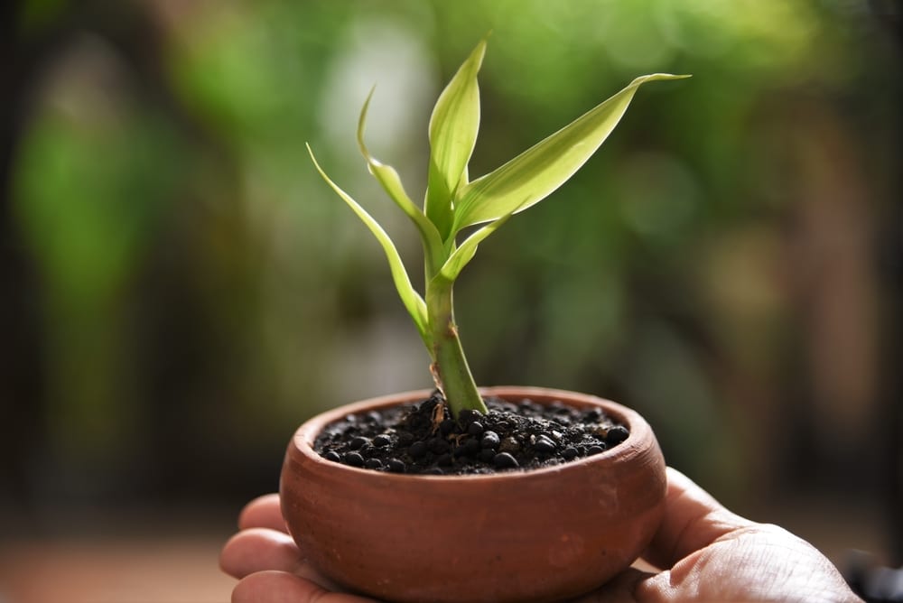 Lucky Bamboo Leaves Turning Yellow » Tips for Control