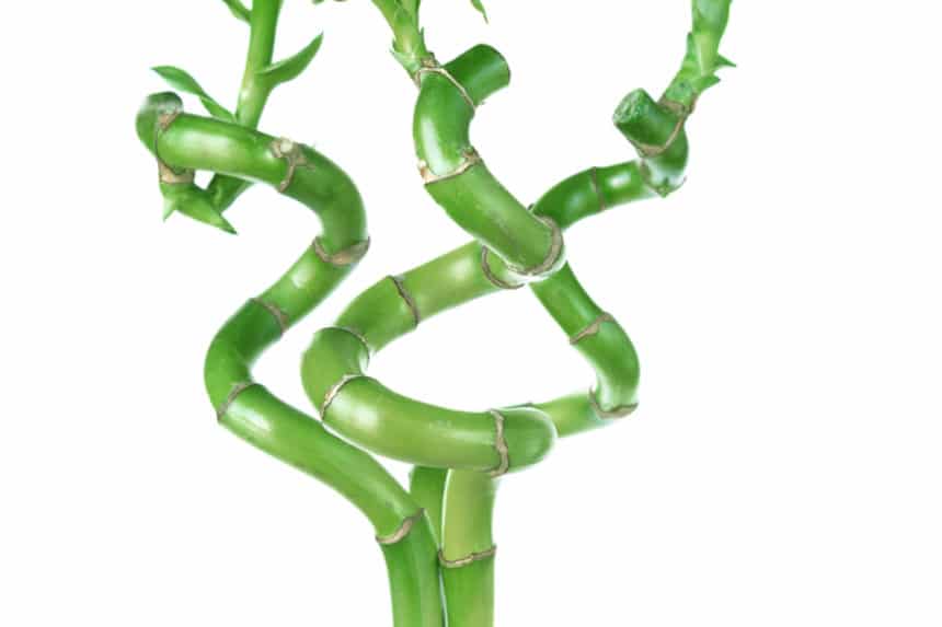 Lucky Bamboo Fertilizer » How to Feed them Right