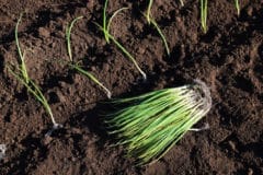 onion-seedlings