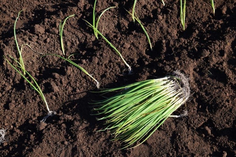 Onion Seedlings Top Tips On Planting Growing