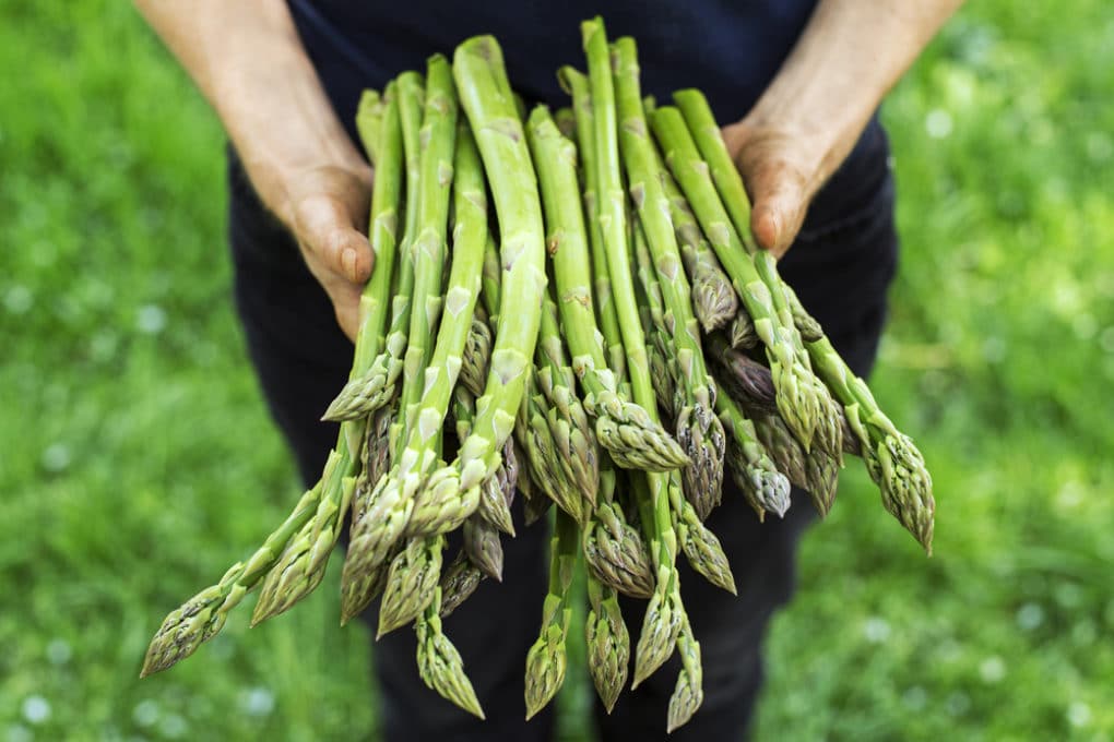 Asparagus Fertilizer » What, How & When to Feed