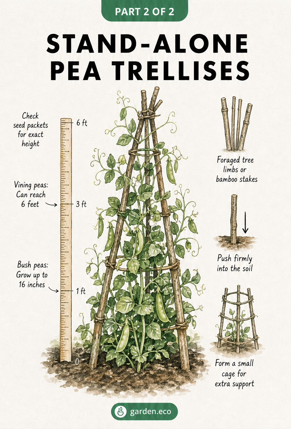 Comparison illustration of a single-post pea row trellis using twine and a double-post setup using crossed branches