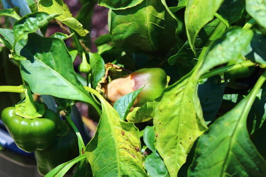 bell pepper seedlings not growing