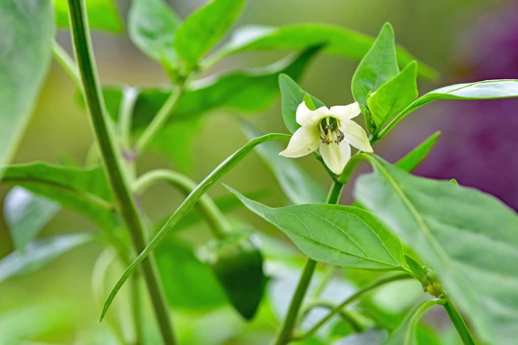 Pepper Flowers » Much More Than a Pretty Flower