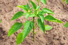 pepper-plants-not-growing