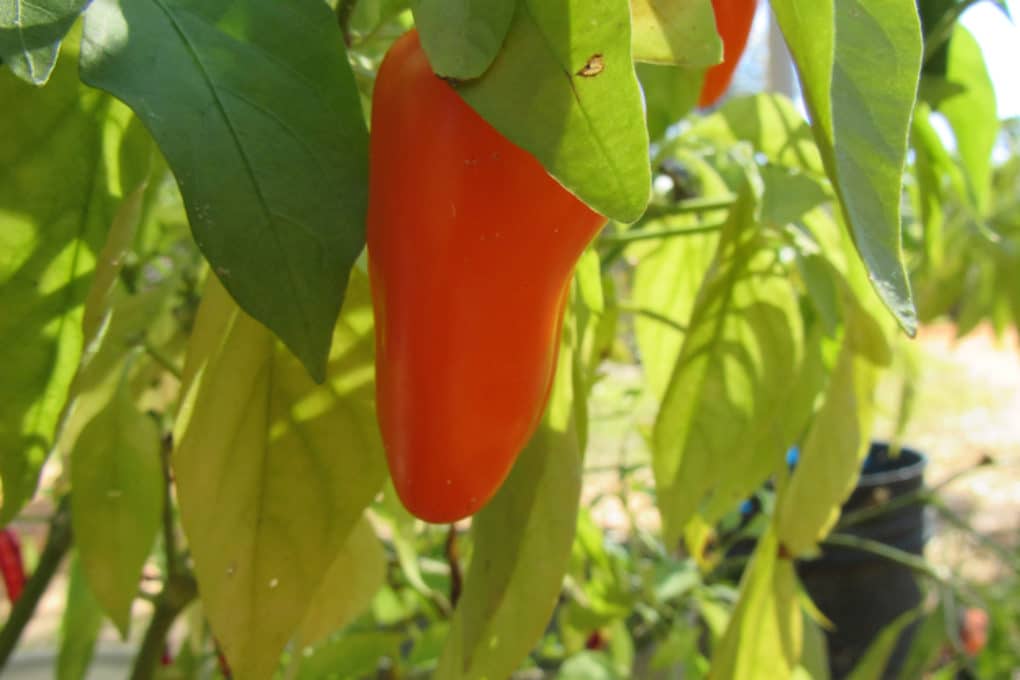 Bell Pepper Plant Problems » Tips for Identification & Control