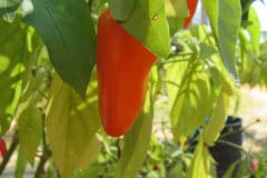 pepper-plants-yellow-leaves