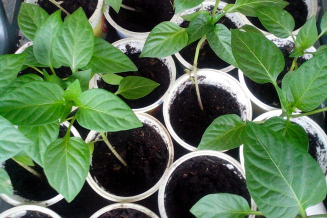 bell pepper seedlings to sprout