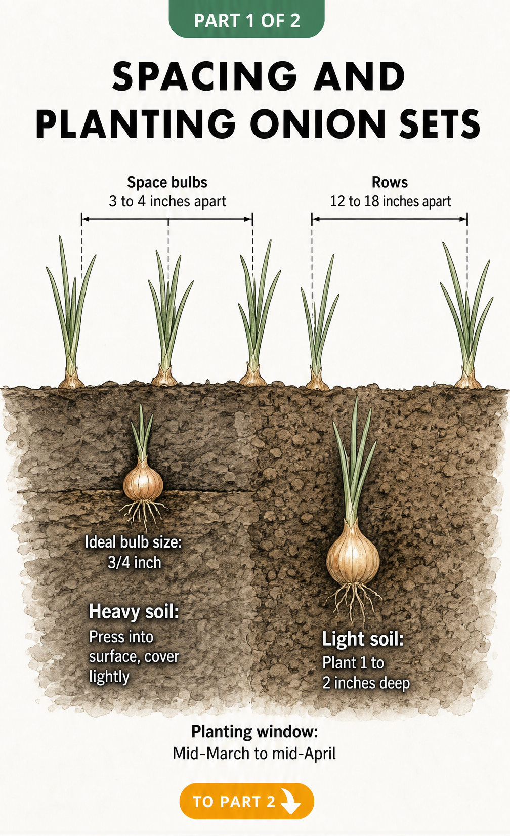 Botanical illustration showing how to plant onion sets at the correct depth for heavy and light soil, including spacing guidelines.