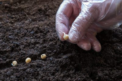 planting-peas-from-seed