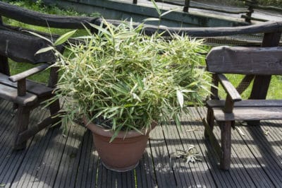 potted-bamboo