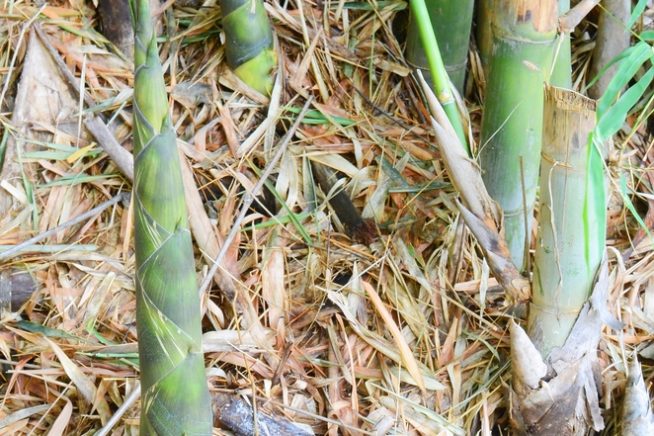 How to Cut Bamboo » Top Tips on How & When
