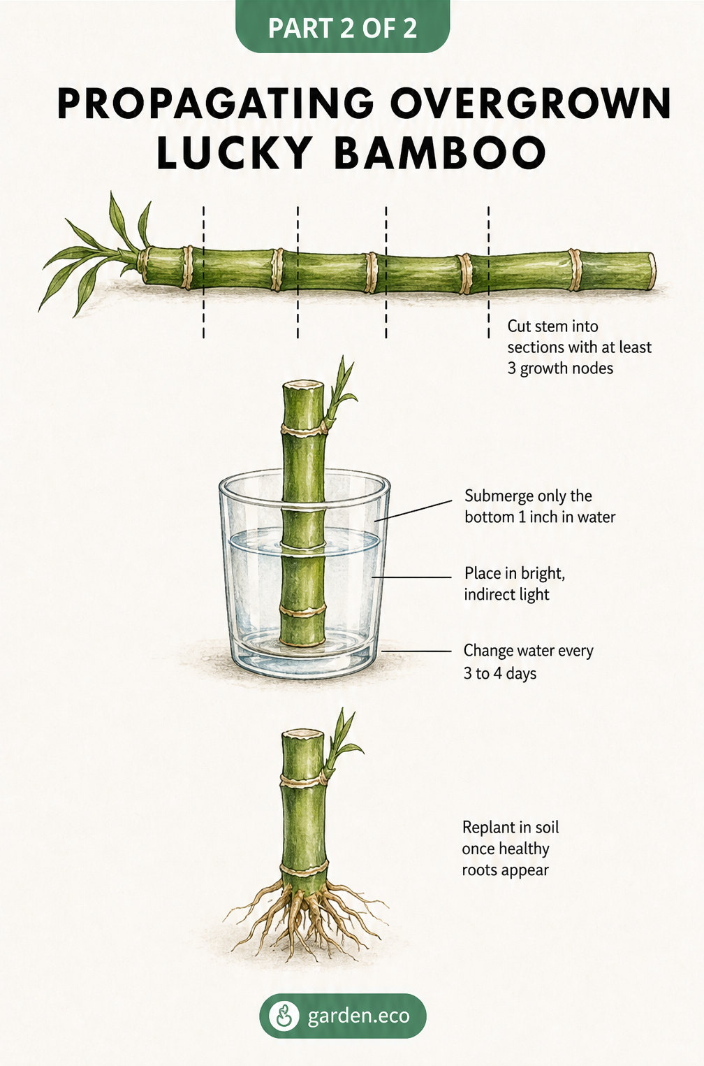 Botanical illustration showing how to propagate overgrown lucky bamboo by cutting the stem and rooting it in water.