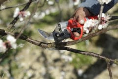pruning-apricot-trees