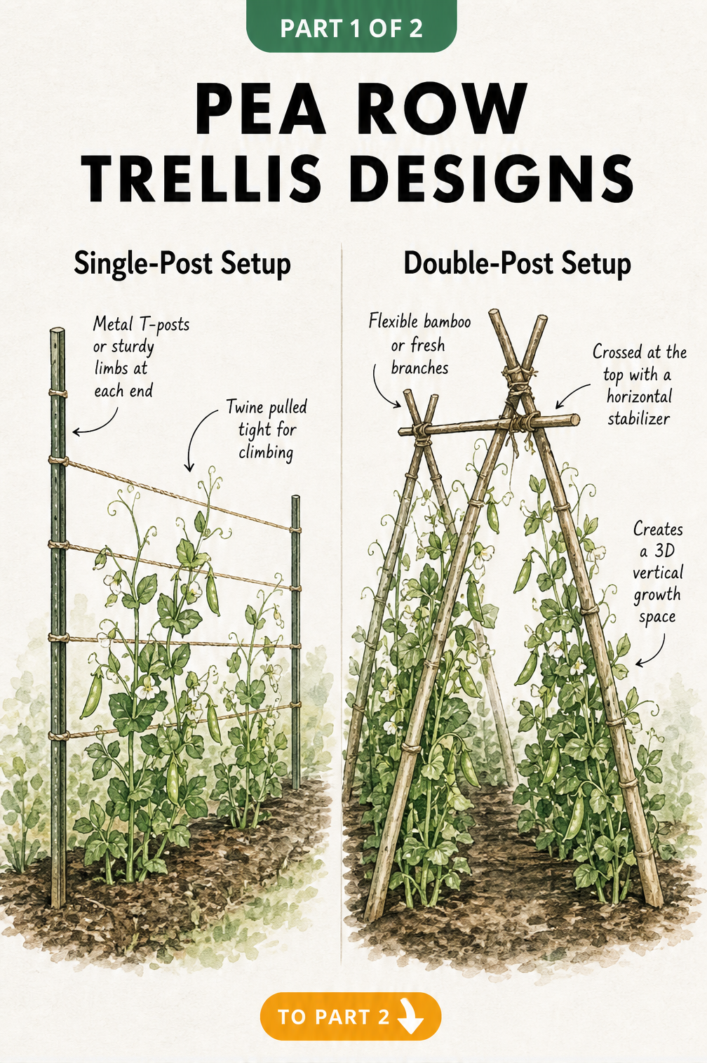 Illustration of a pea plant climbing a rustic branch trellis with a height chart comparing bush and vining peas