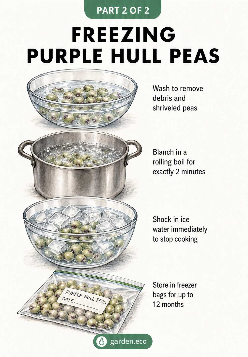 Step-by-step illustration of freezing purple hull peas, including washing, blanching for two minutes, shocking in ice water, and storing in freezer bags.