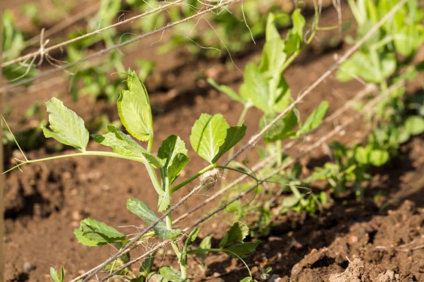 String Peas » Top Tips to String Them Up High