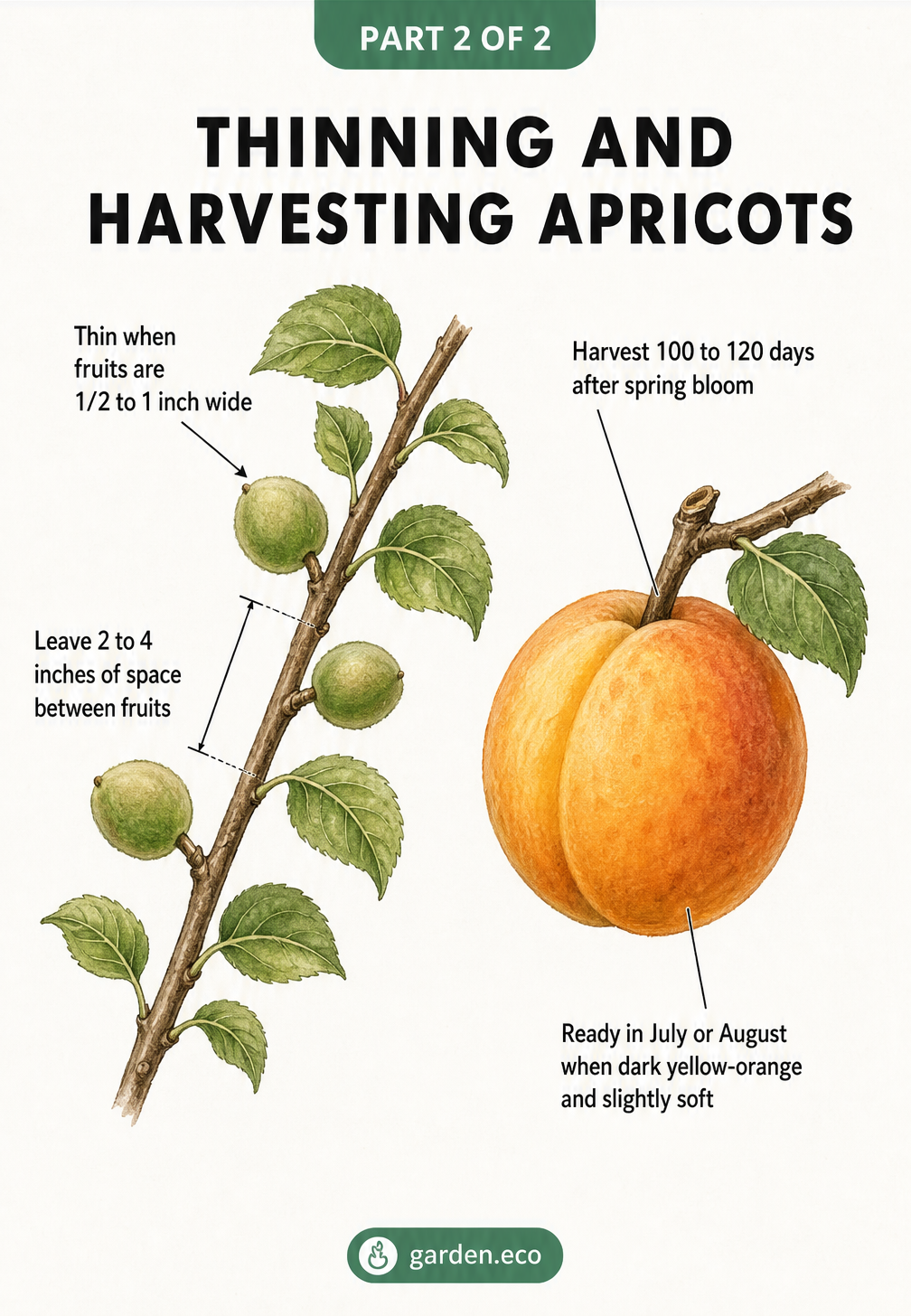 Illustration demonstrating how to thin unripe apricots on a branch and what a fully ripe apricot looks like ready for harvest.