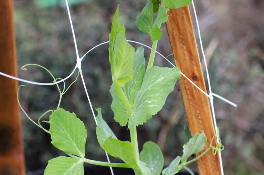 Kiwi Trellis » Tips to String Them Up High