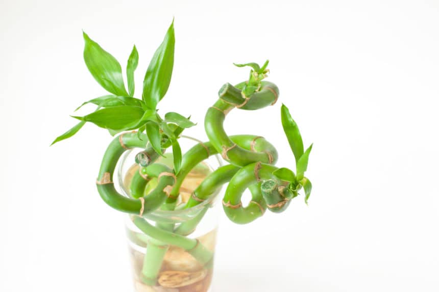 Water Bamboo It s Really Lucky Bamboo Water Bamboo It s Really Lucky Bamboo