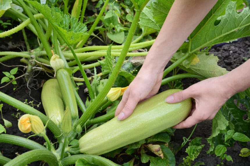 How to Grow Zucchini Vertically » Top Tips