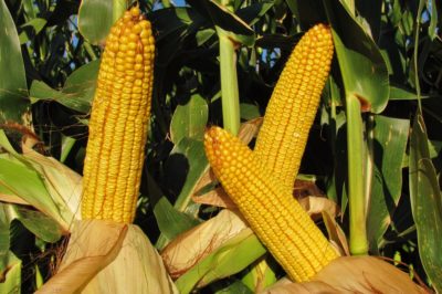 when-to-harvest-corn