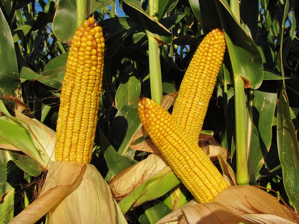 When To Harvest Your Corn Crop Garden eco