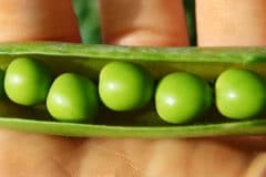 when-to-harvest-peas