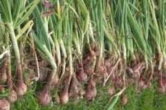 when-to-harvest-red-onions